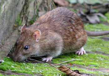 Invasão dos ratos gigantes